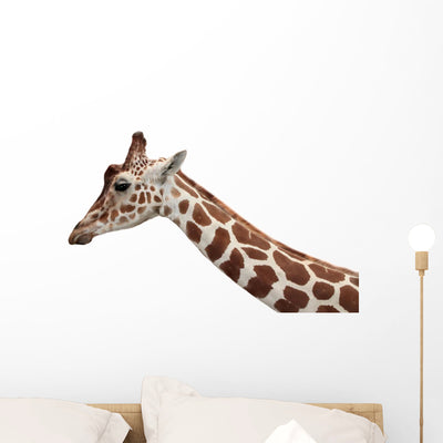 Giraffe Profile Portrait and Wall Decal shown on a wall
