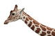 Giraffe Profile Portrait and Wall Decal