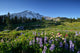 Wildflowers Paradise Mt Rainier
