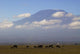 Elephant Family under Mt