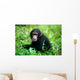 Chimpanzee Wall Mural