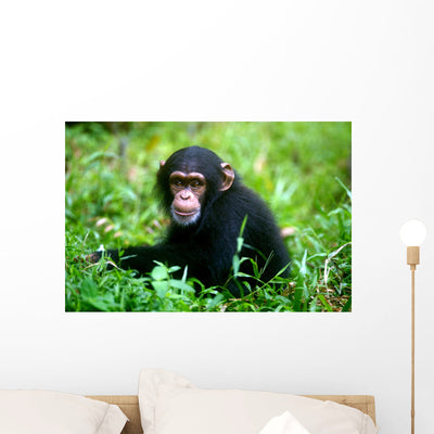 Chimpanzee Wall Mural shown on a wall