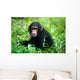 Chimpanzee Wall Mural