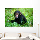 Chimpanzee Wall Mural