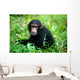 Chimpanzee Wall Mural