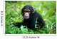 Chimpanzee Wall Mural