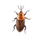 Red Palm Weevil White Wall Decal