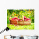 Organic Apples in the Basket. Orchard. Garden Wall Mural