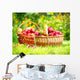 Organic Apples in the Basket. Orchard. Garden Wall Mural