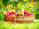 Organic Apples in the Basket. Orchard. Garden Wall Mural