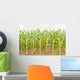 Corn Wall Mural