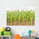 Corn Wall Mural