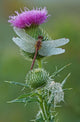 Dew Covered Dragonfly and