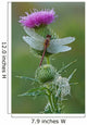 Dew Covered Dragonfly and