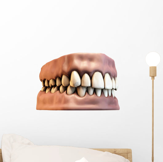 teeth with gums Wall Decal