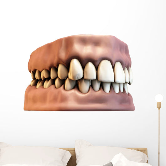 teeth with gums Wall Decal