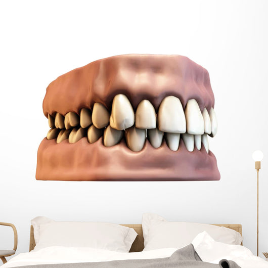 teeth with gums Wall Decal