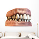 teeth with gums Wall Decal