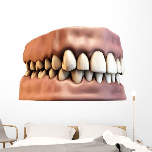 teeth with gums Wall Decal