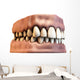 teeth with gums Wall Decal