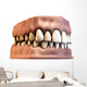 teeth with gums Wall Decal