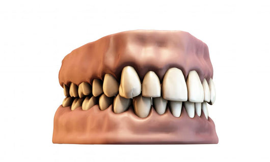 teeth with gums Wall Decal