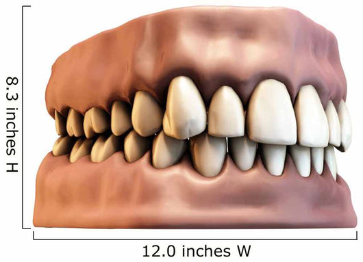 teeth with gums Wall Decal