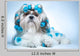 Shih Tzu Dog
