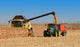 grain corn harvest Wall Mural