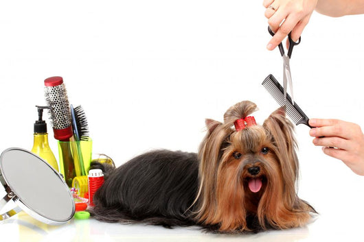 Grooming Yorkshire Terrier White Wall Decal