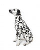 Dalmatian Dog