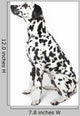Dalmatian Dog