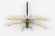 Dragonfly Anax Parthenope White Wall Decal