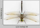 Dragonfly Anax Parthenope White Wall Decal