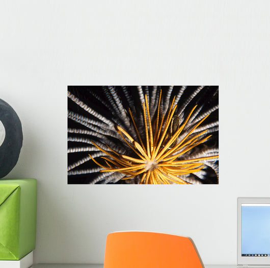 Crinoids