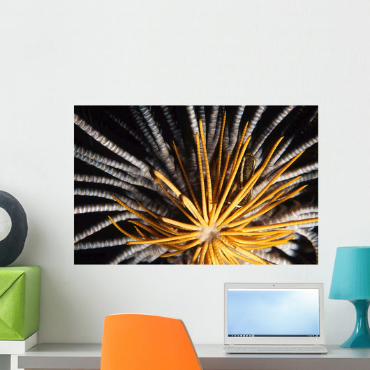 Crinoids