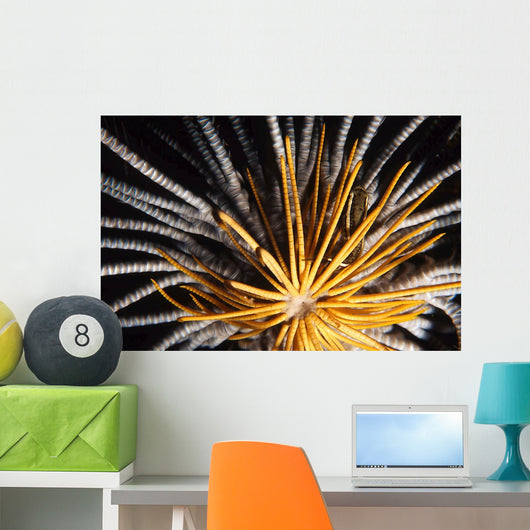 Crinoids