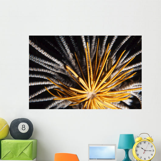 Crinoids