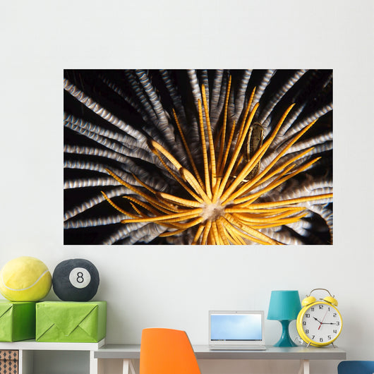 Crinoids