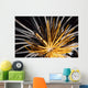 Crinoids