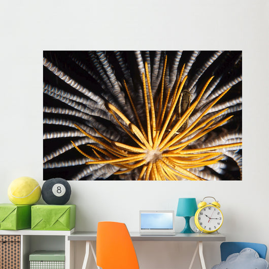Crinoids