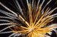 Crinoids