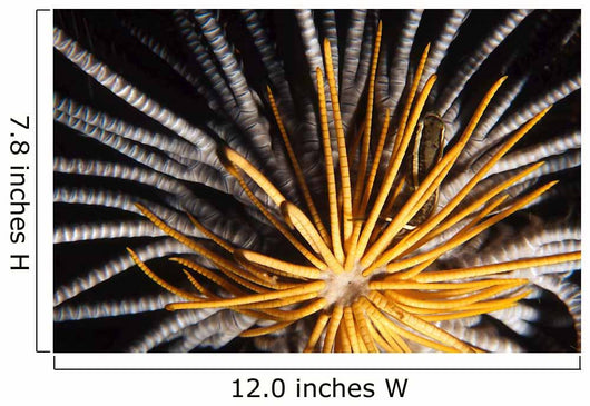Crinoids