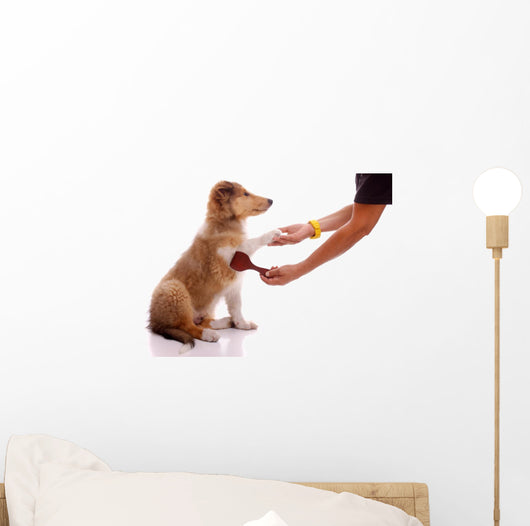 Collie Puppy for Coatcare
