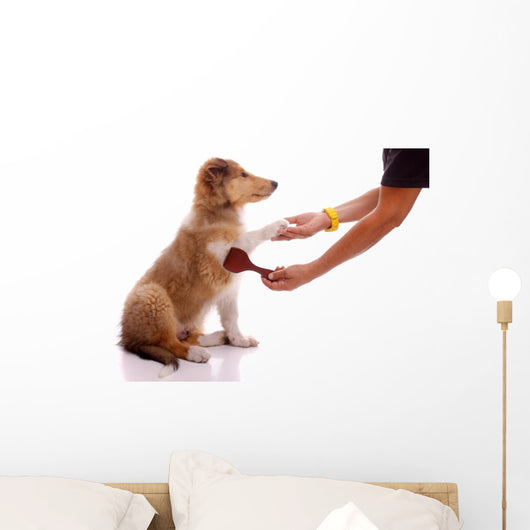 Collie Puppy for Coatcare