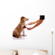 Collie Puppy for Coatcare