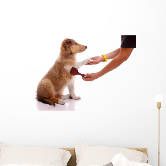 Collie Puppy for Coatcare
