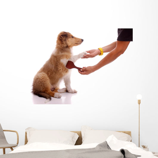 Collie Puppy for Coatcare