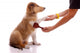 Collie Puppy for Coatcare