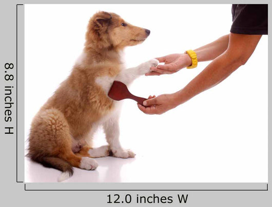 Collie Puppy for Coatcare